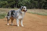 BERGER AUSTRALIEN 744